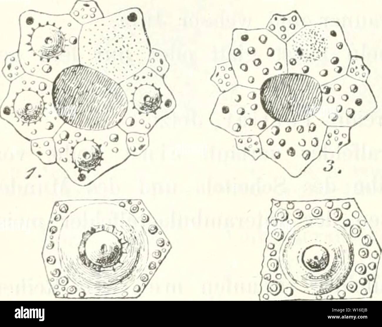 Immagine di archivio da pagina 267 di morire Leitfossilien, ein Handbuch für. Die Leitfossilien, ein Handbuch für den Unterricht und für das Bestimmen von Versteinerungen . dieleitfossilien00kokeuoft Anno: 1896 260 Erste Abteilung. Fiff. 218. 19. Warzen gecurbt und durclibohrt. 20. Warzen ungecurbt, durchl)ol non è. 23. Warzen gecurbt, undurclibohrt. 25. Warzen ungecurbt, undurchbohrt. 27. 20. Schmal Porenstreifen, wellig gebogen. Vier Genitaltiifel- chen mit warzigem Höcker. Interambulacralfelder brei- ter als Ambulacralfelder, beide mit zwei Reihen grosser Stachelwarzen. - Mittelgross. Äcrocidarif; Ag. Foto Stock