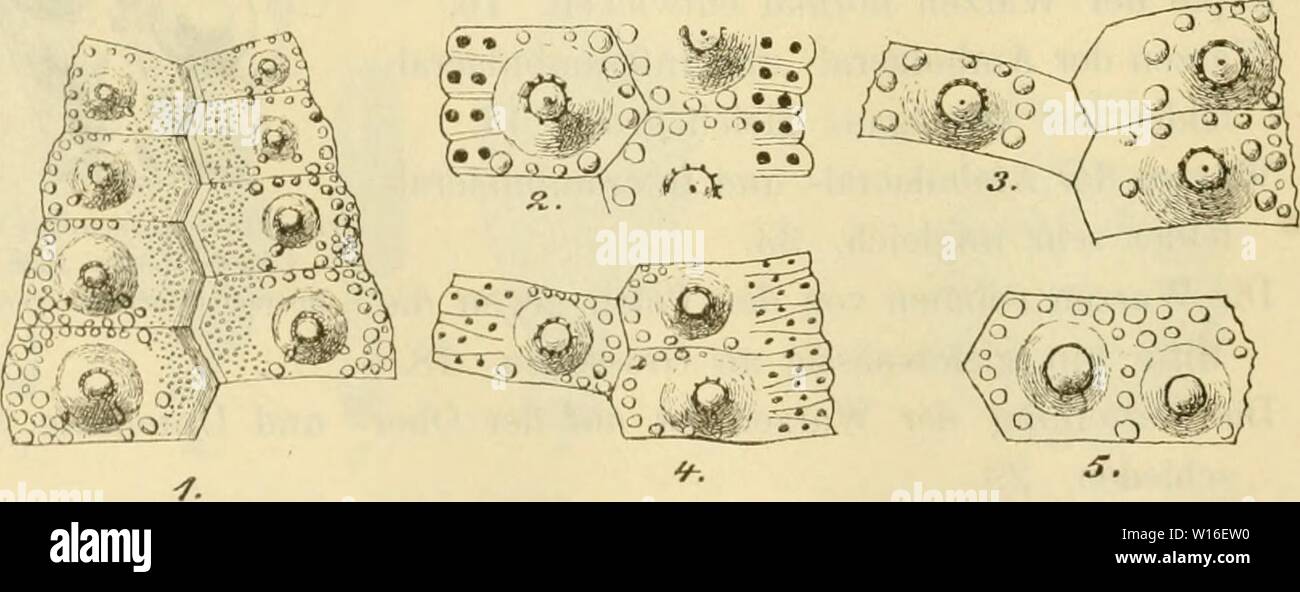 Immagine di archivio da pagina 269 di morire Leitfossilien ein Handbuch. Die Leitfossilien : ein Handbuch für den Unterricht und für das Bestimmen von Versteinerungen . dieleitfossilien00koke Anno: 1896 22. Schmal Poronstreifen, wellig gebogen. Vier Genitaltiifel- chen mit warzigem Höcker. Interambulacralfelder brei- ter als Ambulacralfelder, beide mit zwei Reihen grosser Stachelwarzen. - Mittelgross. Ärrocidari io Ag. Brauner Jura - Untere Kreide. Porenstreifen breiter, gerade. Gcnitaltätelchen ohne Hök- ker. 21. 21. Stachelwarzen auf beiden Fel- dern gleich gross, in meh- reren Reihen, entfernt ste- Foto Stock