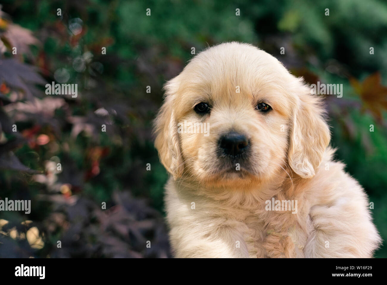 Un ritratto di un simpatico un mese Golden Retriever cucciolo in giardino. Foto Stock