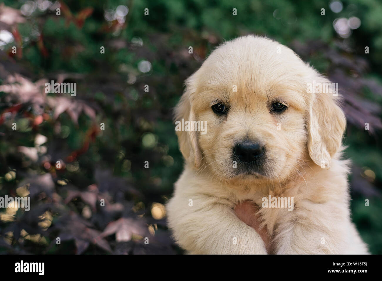 Un ritratto di un simpatico un mese Golden Retriever cucciolo in giardino. Foto Stock