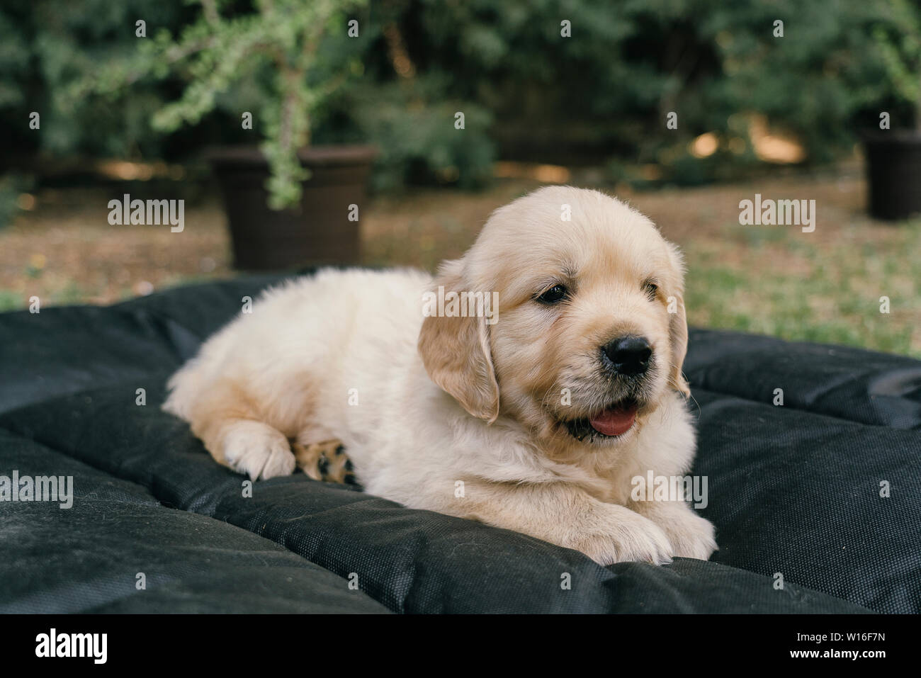 Golden Retriever cucciolo posa verticale a letto nel giardino Foto Stock