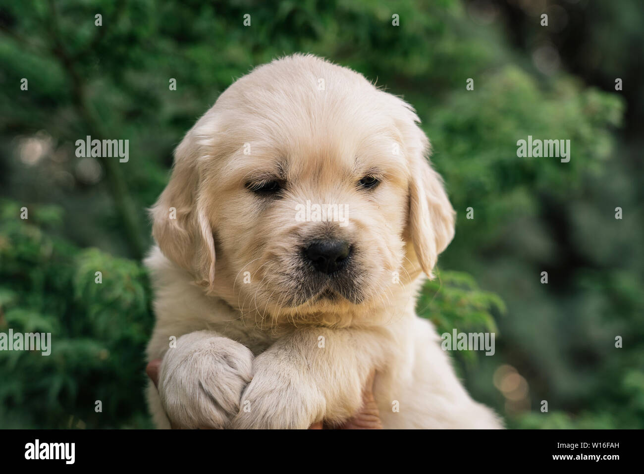 Un ritratto di un simpatico un mese Golden Retriever cucciolo in giardino. Foto Stock