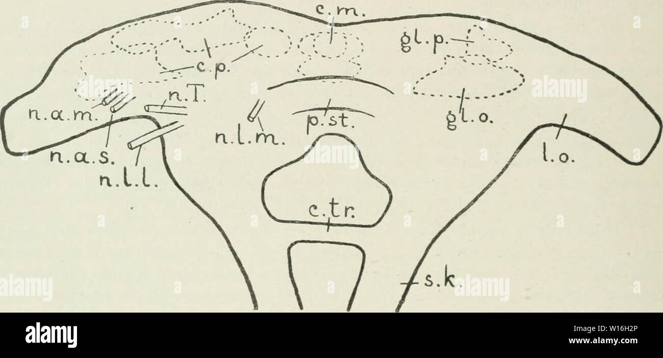 Immagine di archivio da pagina 287 di die im Leitungsbahnen Nervensystem der. Die im Leitungsbahnen Nervensystem der Tiere wirbellosen . dieleitungsbahne00droouoft Anno: 1920 276 ARTHROPODA, TRACHEATA. FaserknÃ¤uel, wie man Sie auch bei Crustaceen und luBekten Antennalgan im- glion kennt. Die besten Angaben Ã¼ber die Leitungsbahnen der Ãlyriapoden verdanlcen wir Nils Holmgrex (lOlÃ). In erster Linie hat er studiert lulus. Das Gehirn besteht bei diesem Tiere aus einem protocerebrum, welches die ecco!)i ojjtici (Fig. OÃ¶ und 9(i, /. o.) TRÍ¤gt, aus einem deuterocerebrum oder Antennalganglion, aus dem de Foto Stock