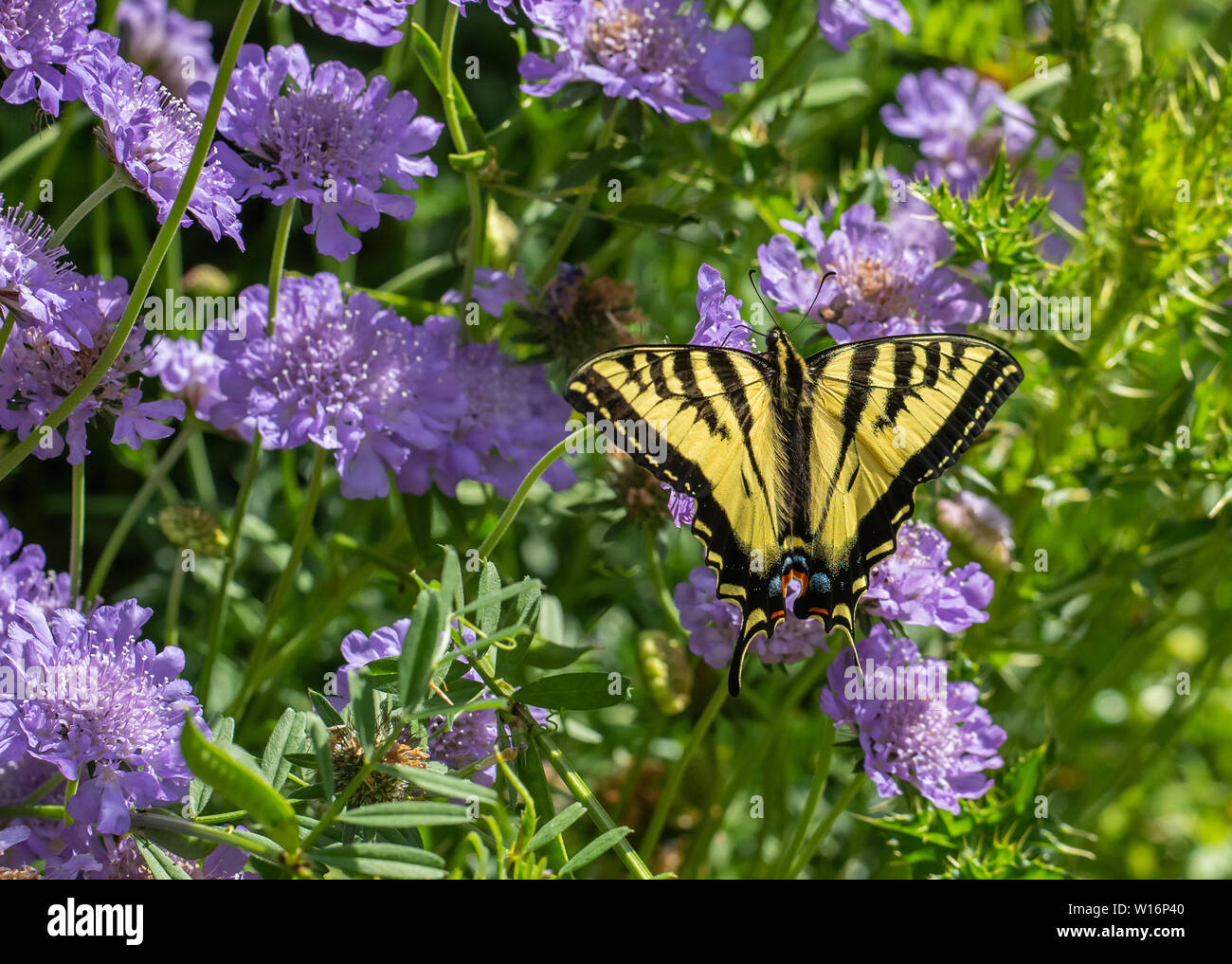 Butterfly, Western Tiger coda forcuta (Papilio rutulus) nectaring su viola puntaspilli fiori (Scabiosa) Foto Stock