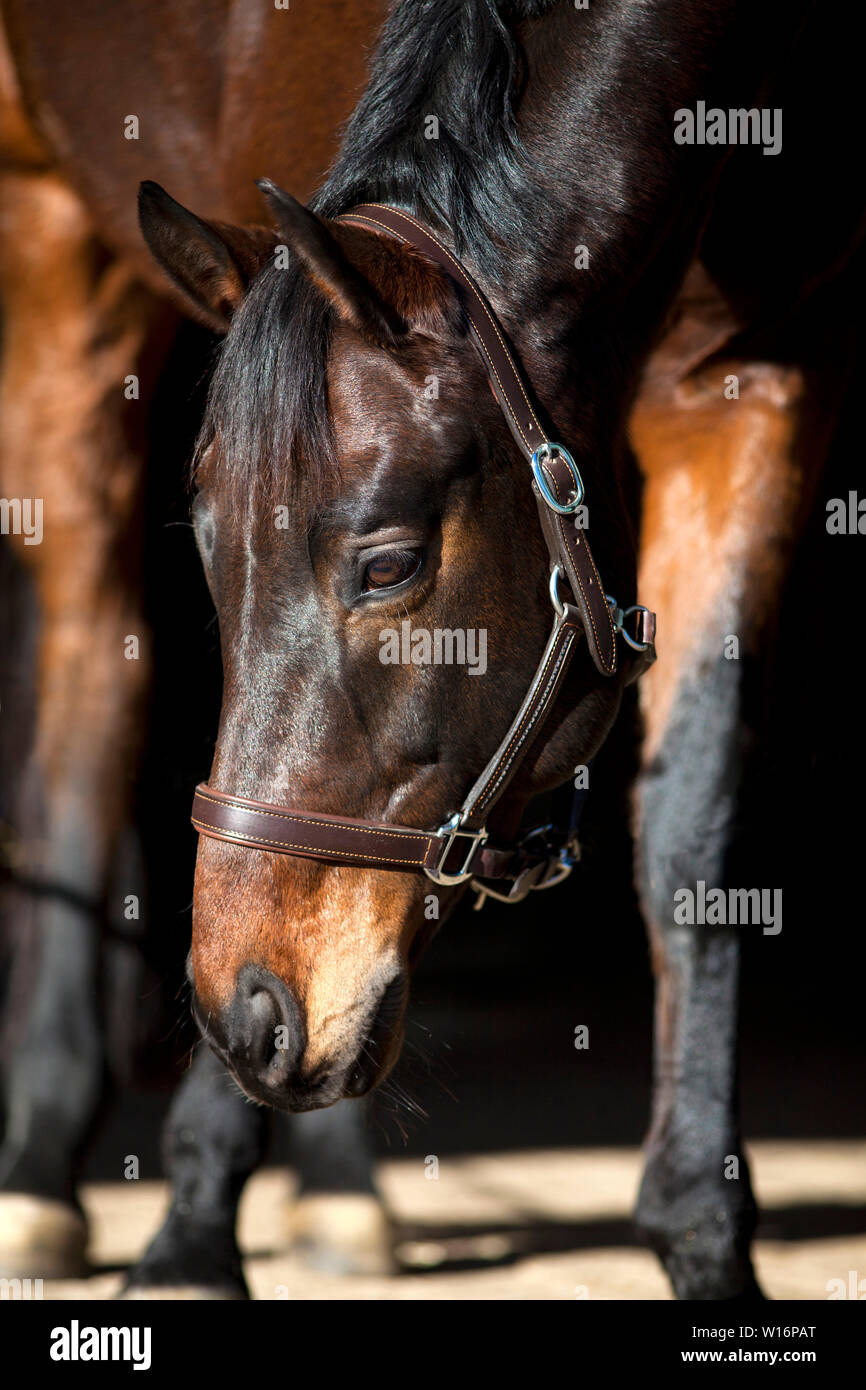 cavallo faccia ritratto su sfondo nero Foto Stock