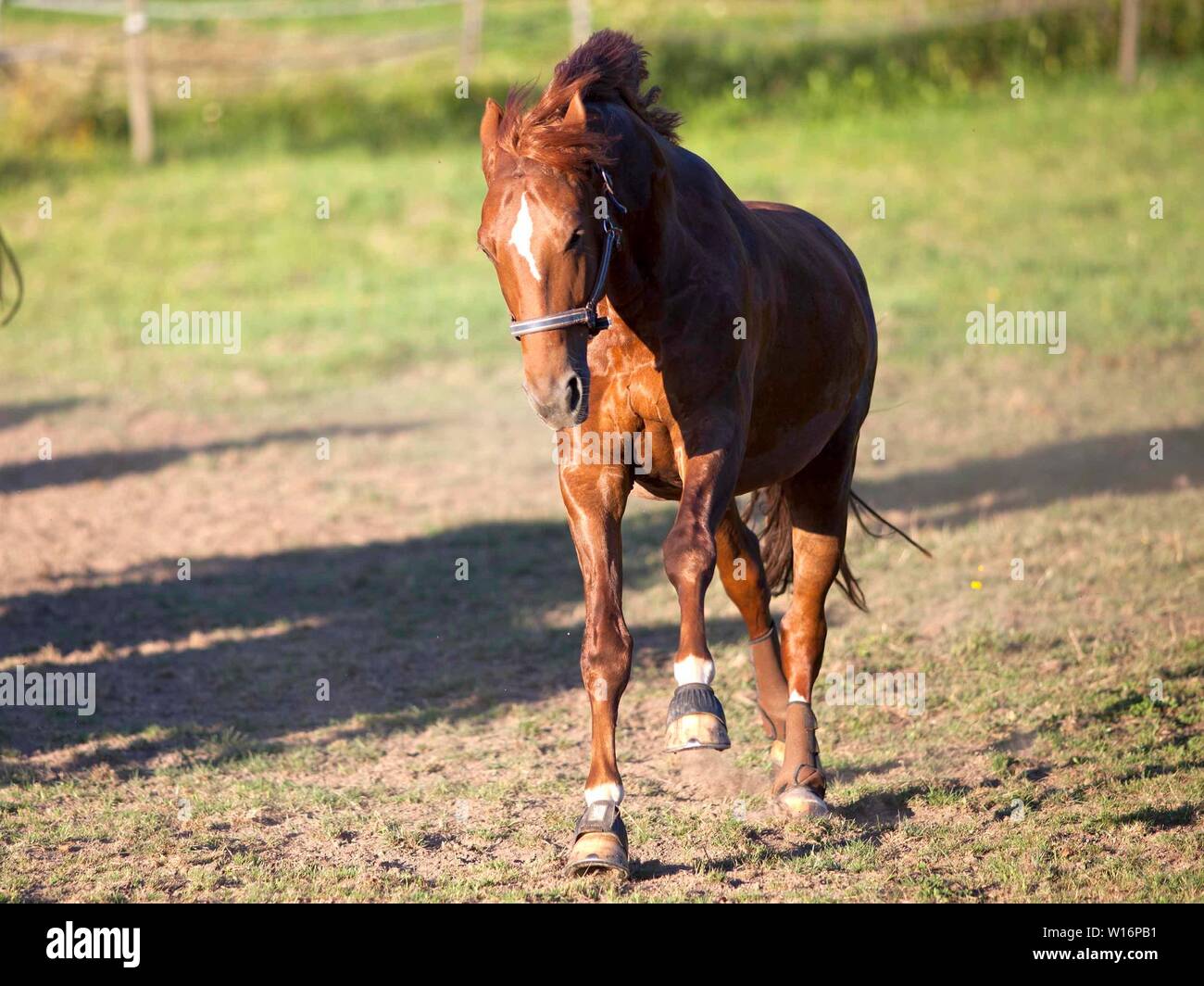 Cavallo galoppo e strappi libero sul prato fuori Foto Stock