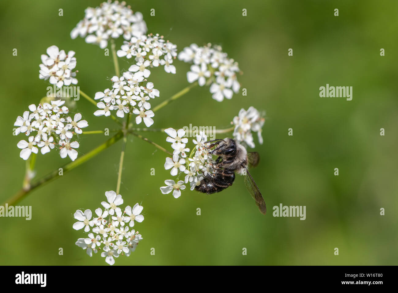 Ashy mining bee (Andrena cineraria) Foto Stock