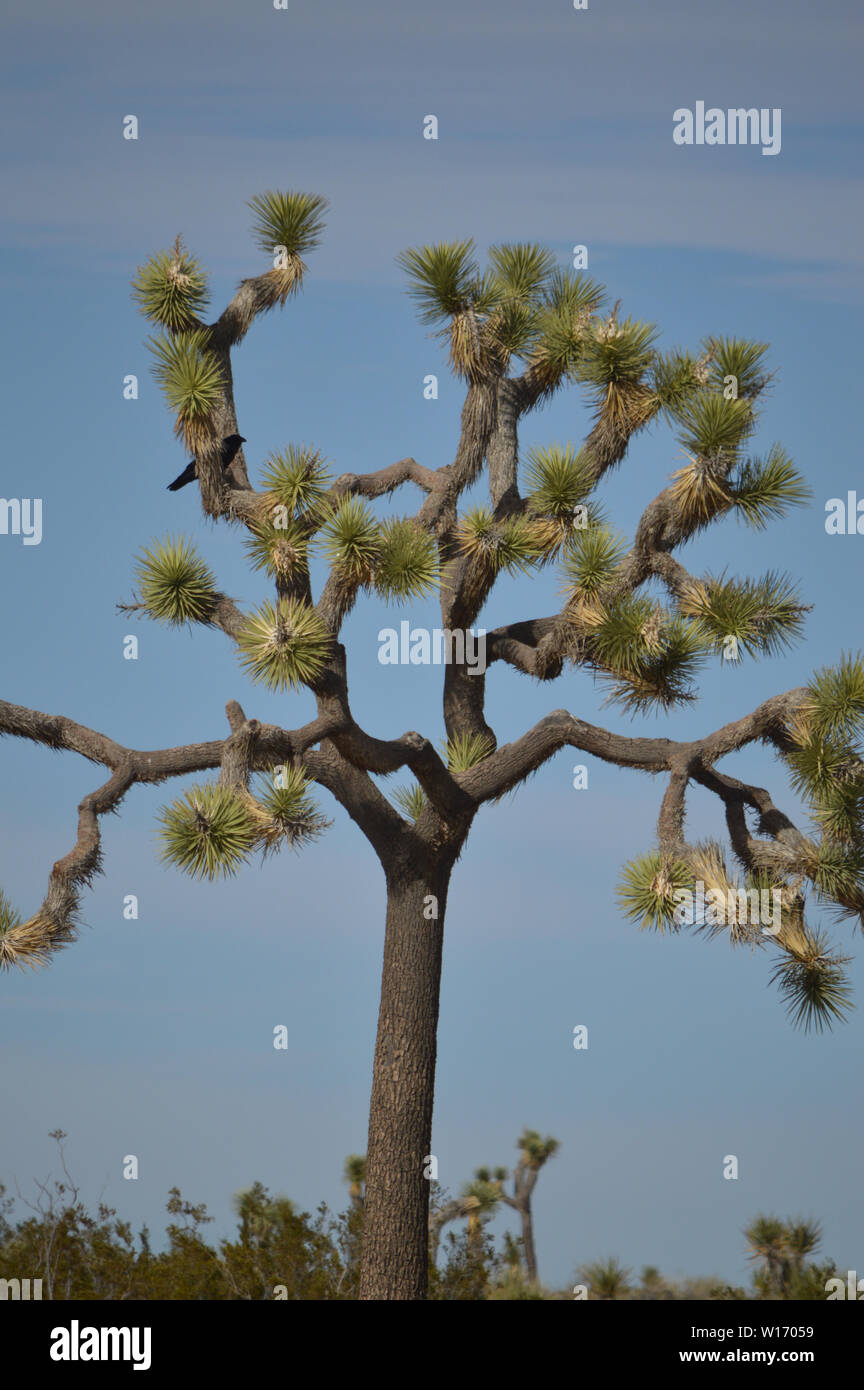 Joshua Tree con un arroccato raven crow. Foto Stock