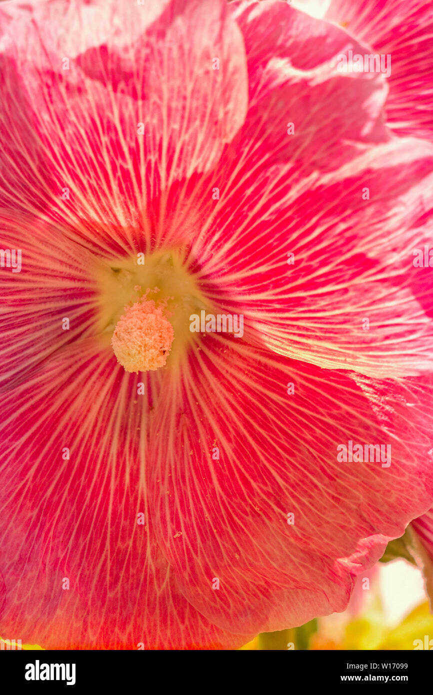Fiore Hollyhocks Foto Stock