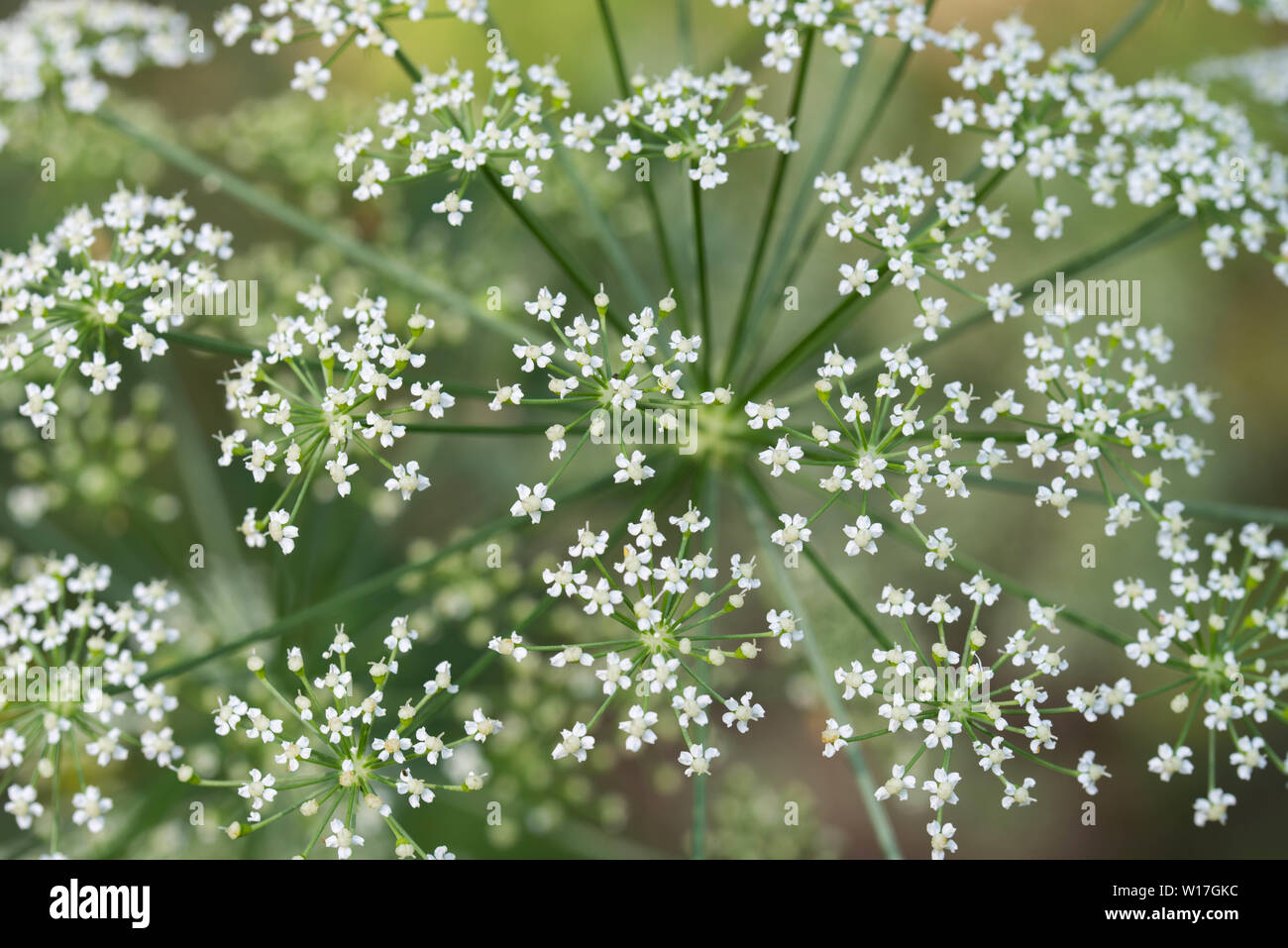 Conium maculatum, la cicuta fiori bianchi macro messa a fuoco selettiva Foto Stock