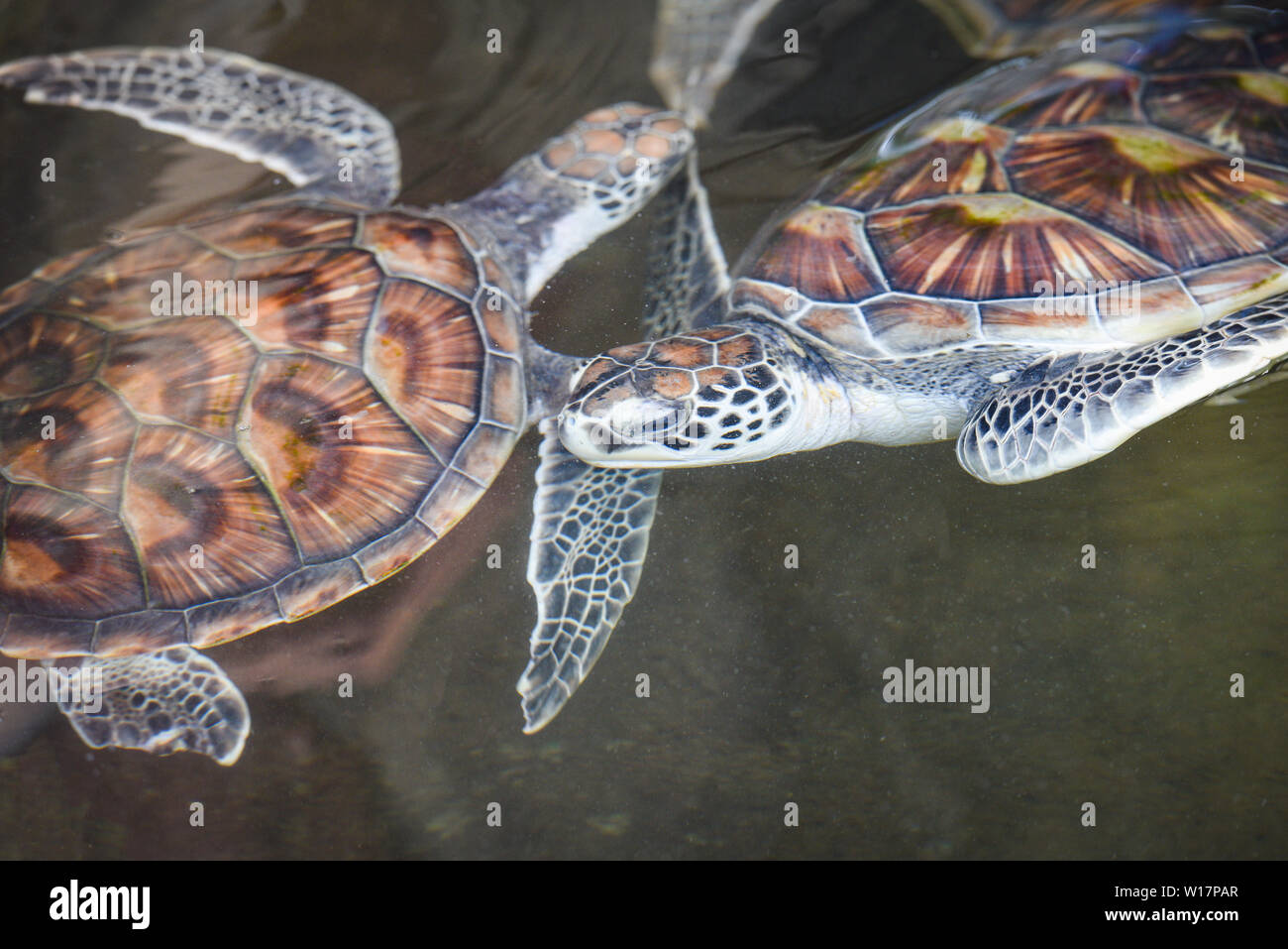Tartaruga di mare , tartaruga verde Nuoto Il laghetto di acqua farm Foto Stock
