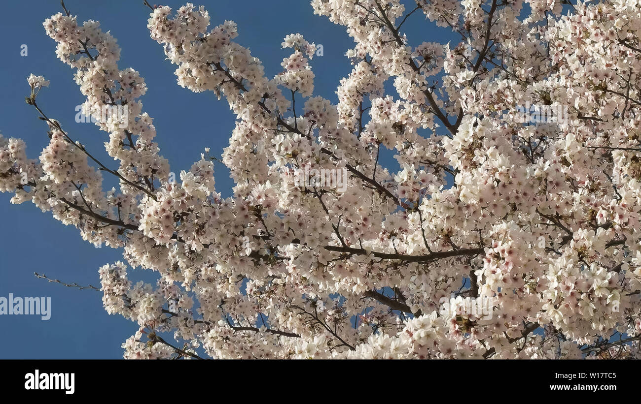 Basso angolo di visione rami con fiori di ciliegio in Washington DC Foto Stock