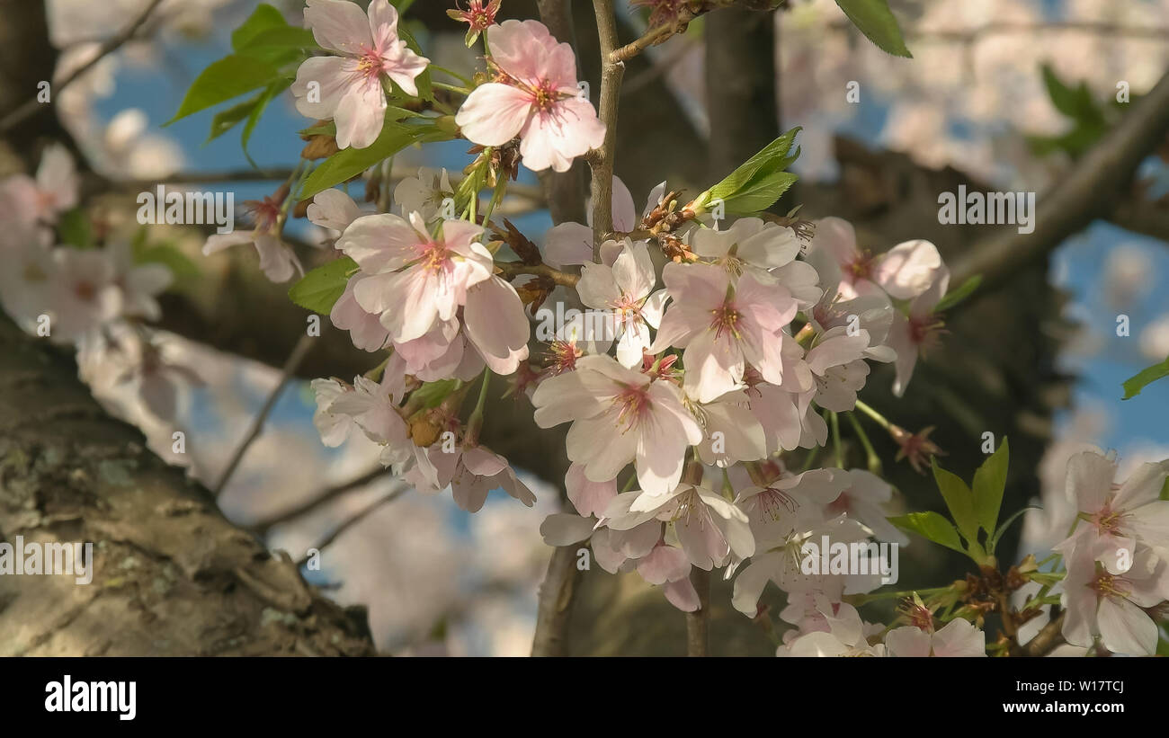 Close up dei fiori di ciliegio in Washington DC Foto Stock