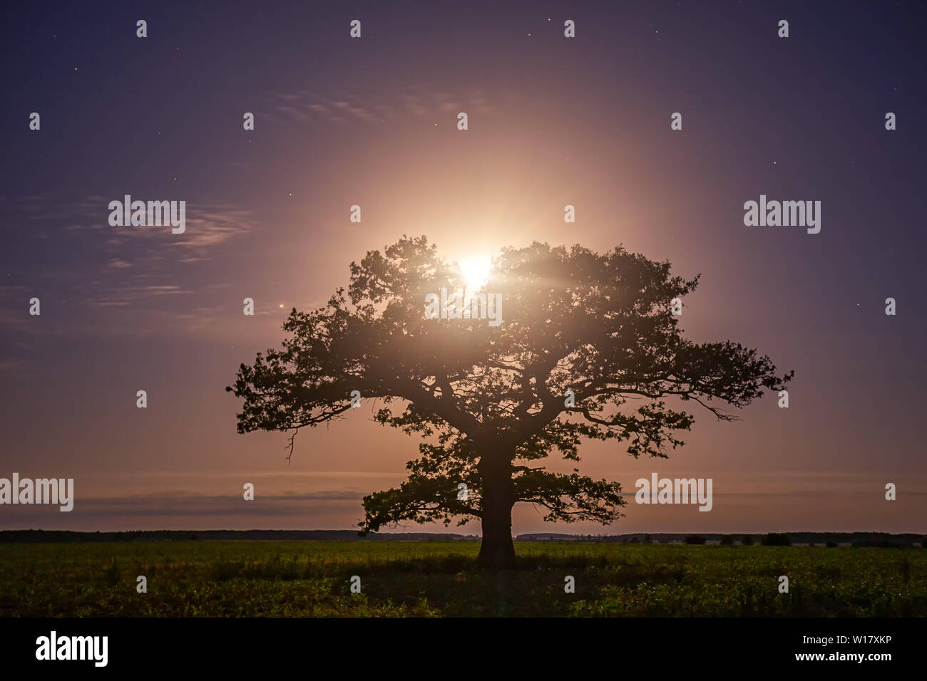 Vecchia Quercia nel cielo notturno con la luna Foto Stock