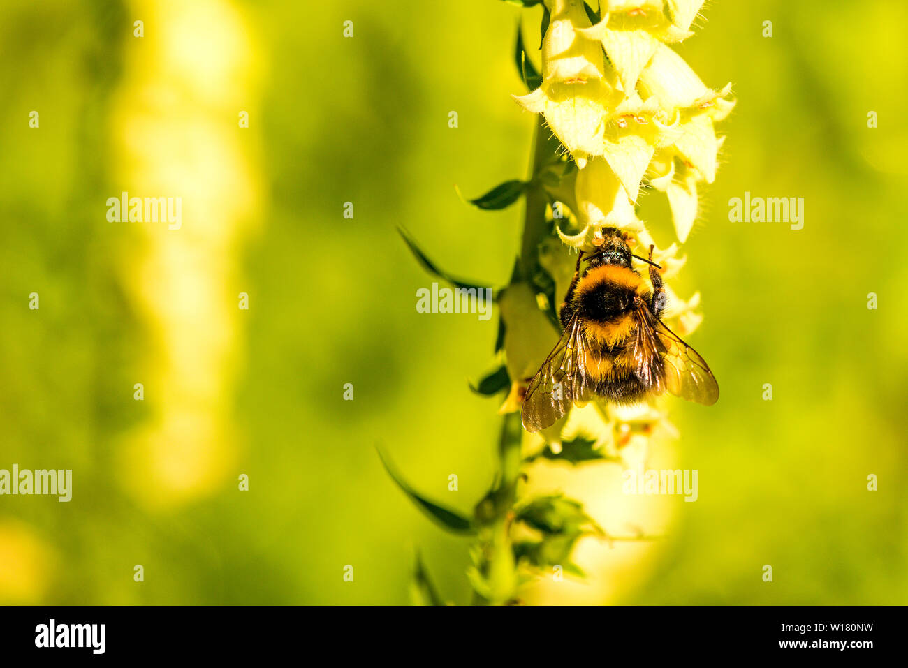 Buff-tailed bumblebee su giallo foxglove Foto Stock