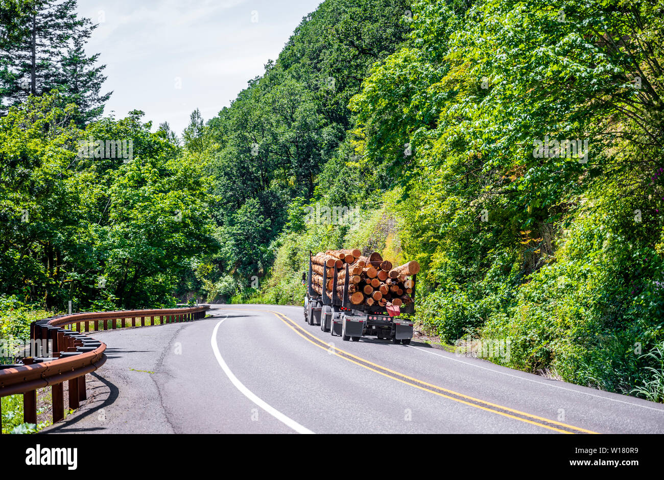 Big Rig potente semi blu tuck trattore di trasporto alberi pesanti registri su due specialized semirimorchi in esecuzione sulla strada tortuosa in verdi alberi avanti Foto Stock