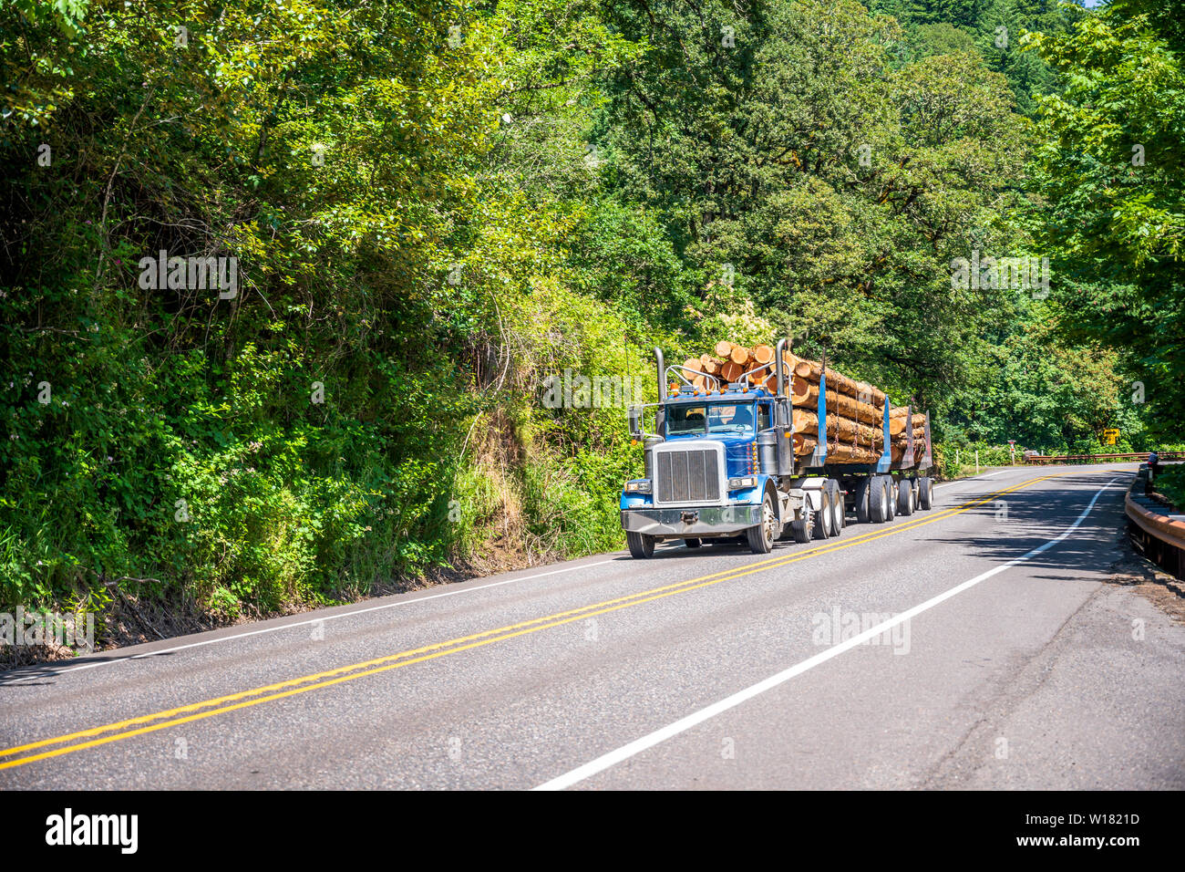 Big Rig potente semi blu tuck trattore di trasporto alberi pesanti registri su due specialized semirimorchi in esecuzione sulla strada tortuosa in verdi alberi avanti Foto Stock