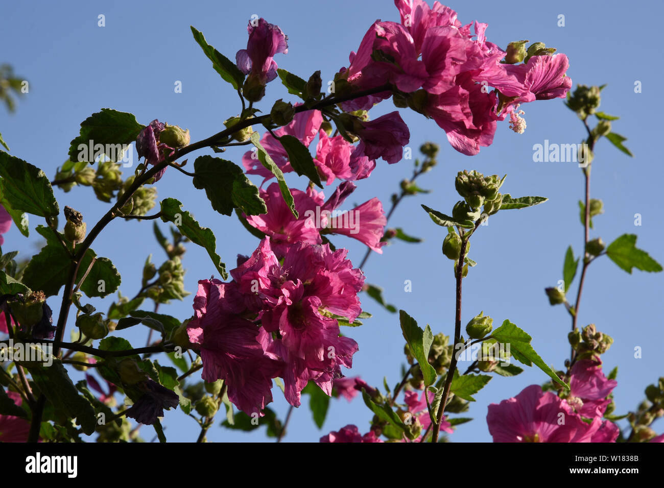 Malva arbusto, Sidcup Kent. Regno Unito Foto Stock