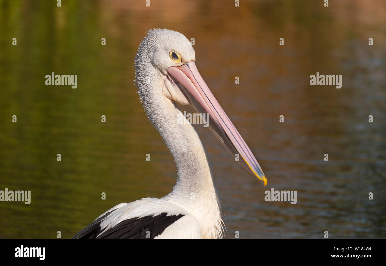 Un australiano Pelican, Pelecanus conspicillatus, ritratto che mostra grande becco vicino a Dubbo, Nuovo Galles del Sud, Australia Foto Stock