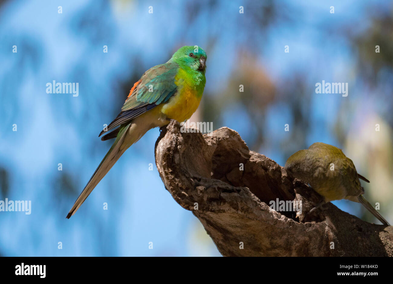 Red Rumped Parrot, Psephotus haematonotus, appollaiato in un albero a Dubbo, Central West New South Wales, Australia. Foto Stock