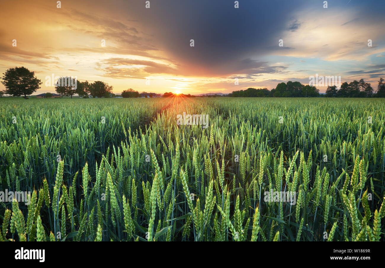 Agricoltura - Campo di grano panorama al tramonto con il trasporto su strada Foto Stock