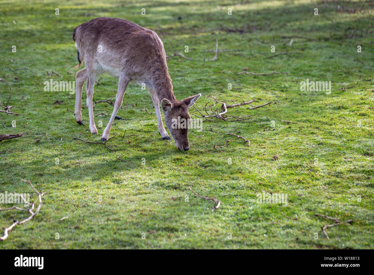 Un giovane incolto doe deer pascolo di erba Foto Stock
