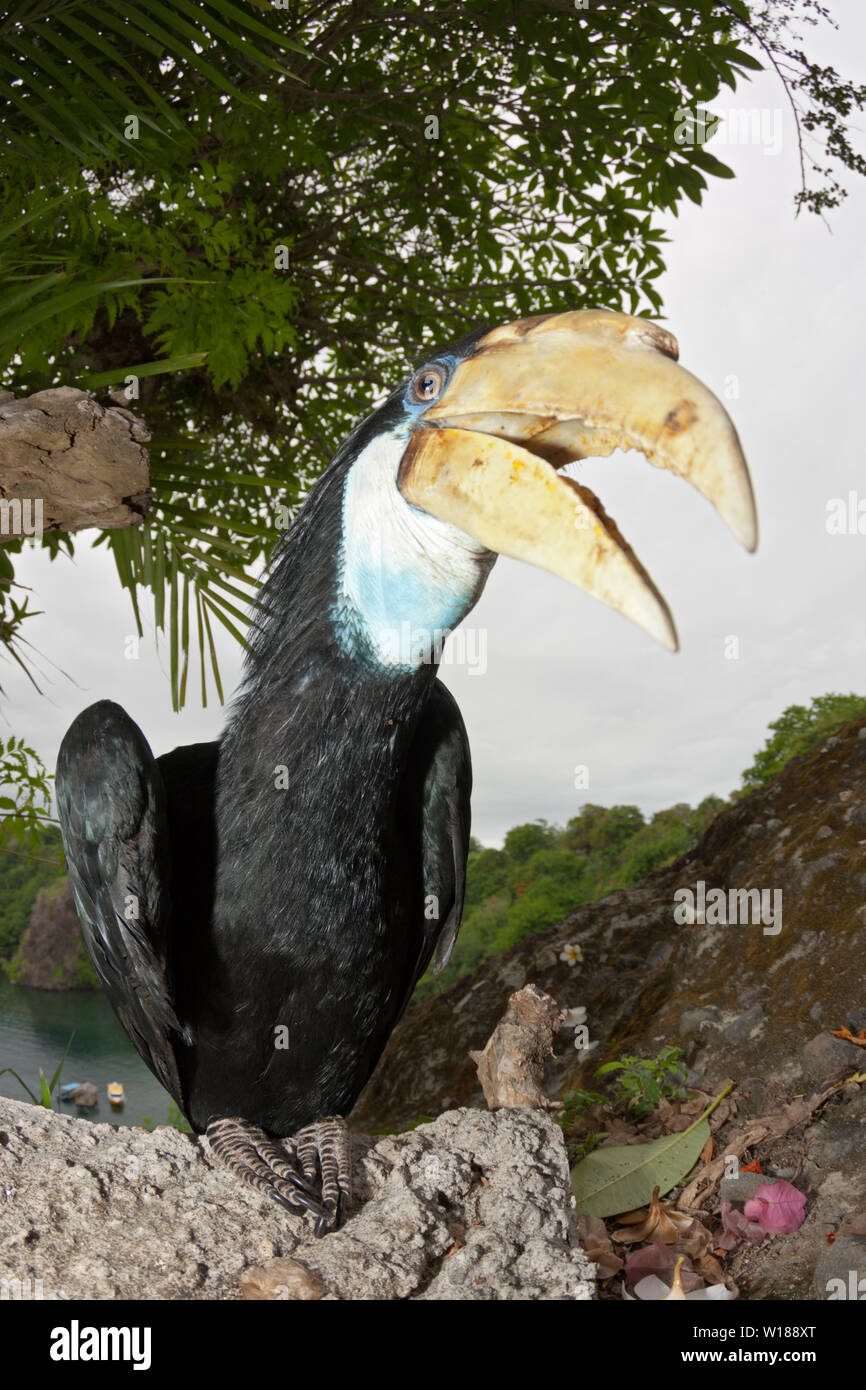Hornbill papua, Rhyticeros plicatus, tufi, Oro, provincia di Papua Nuova Guinea Foto Stock