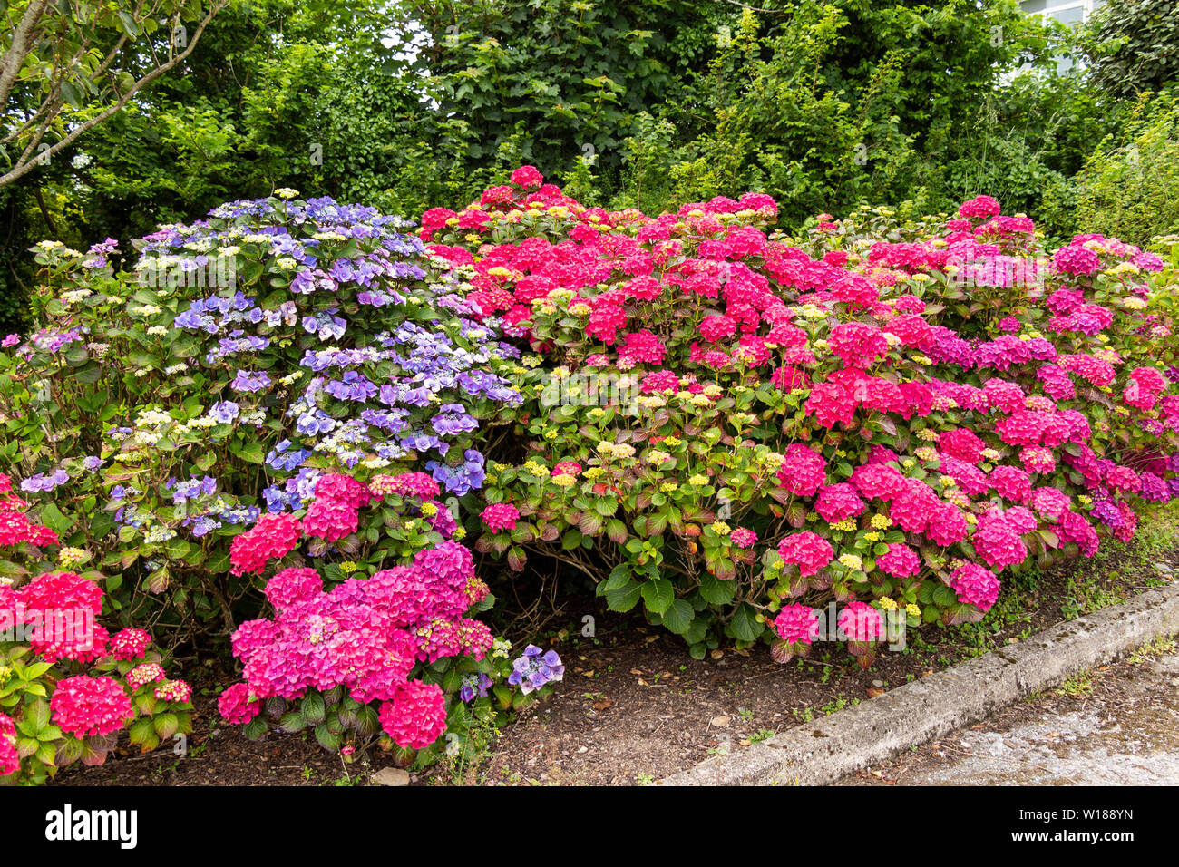 Viola e rosso cespugli di ortensie in un giardino Foto Stock