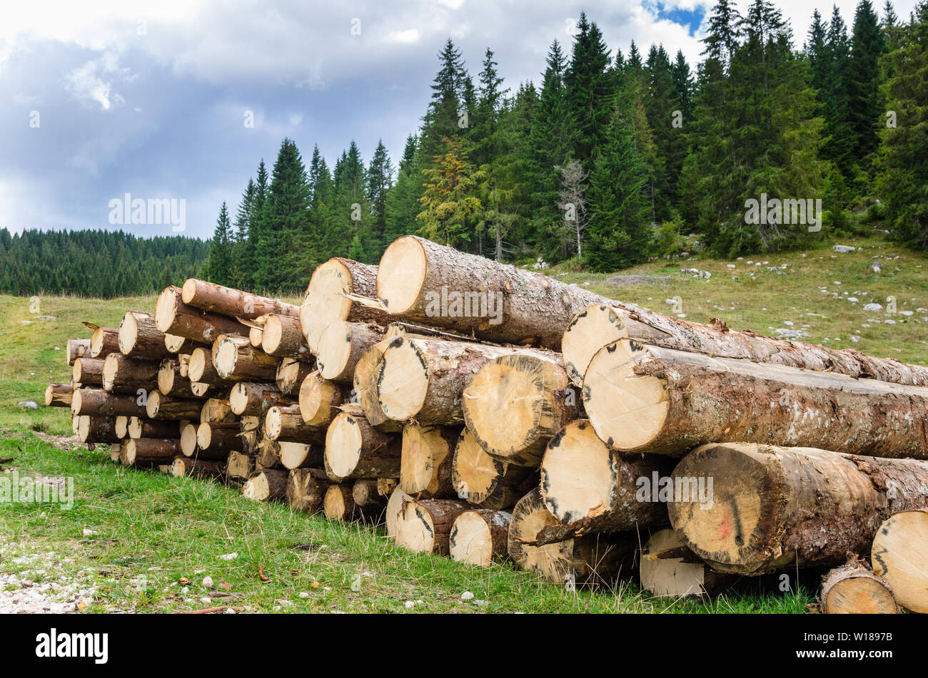 Pila di tronchi lungo una strada di montagna con una foresta in background su un nuvoloso primi giorni di autunno Foto Stock