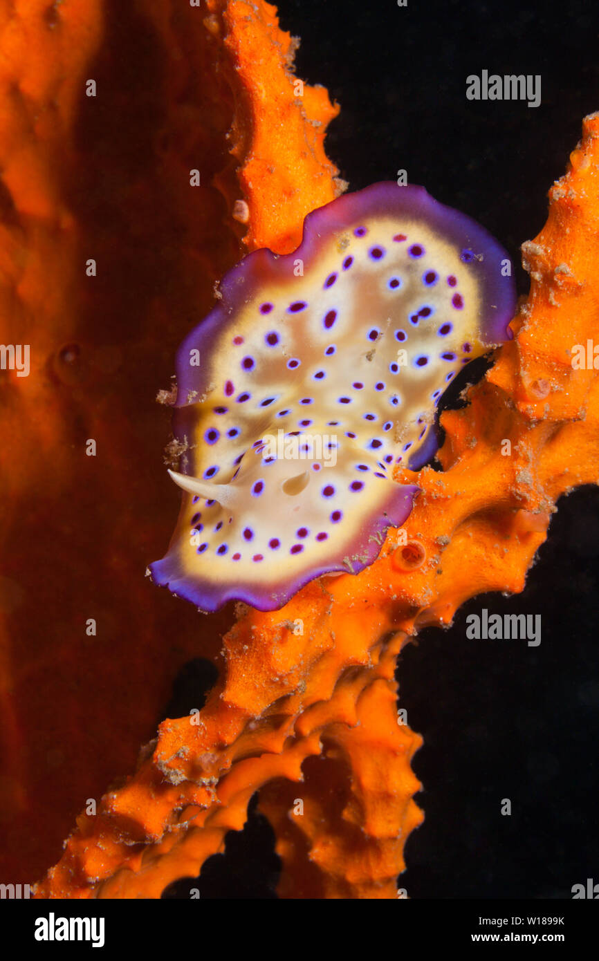 Dorid Nudibranch, Chromodoris kuniei, tufi, Salomone Mare, Papua Nuova Guinea Foto Stock