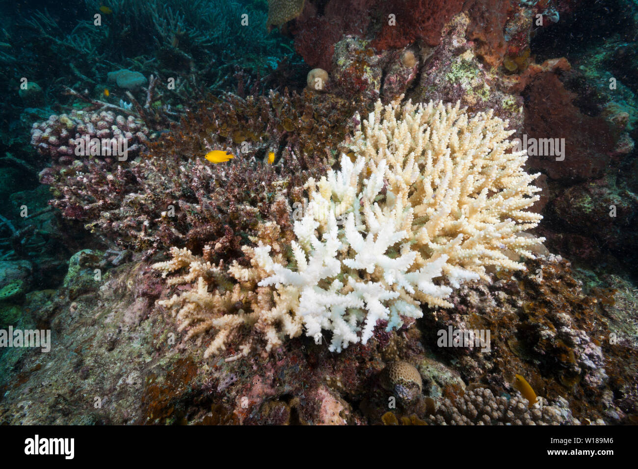 Coral sbianca, tufi, Salomone Mare, Papua Nuova Guinea Foto Stock