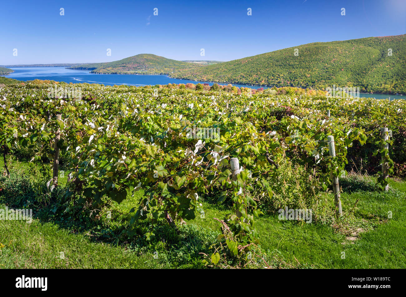 Vigneto collinare con un bellissimo lago circondato da colline foresed in background su un soleggiato primi giorni di autunno Foto Stock