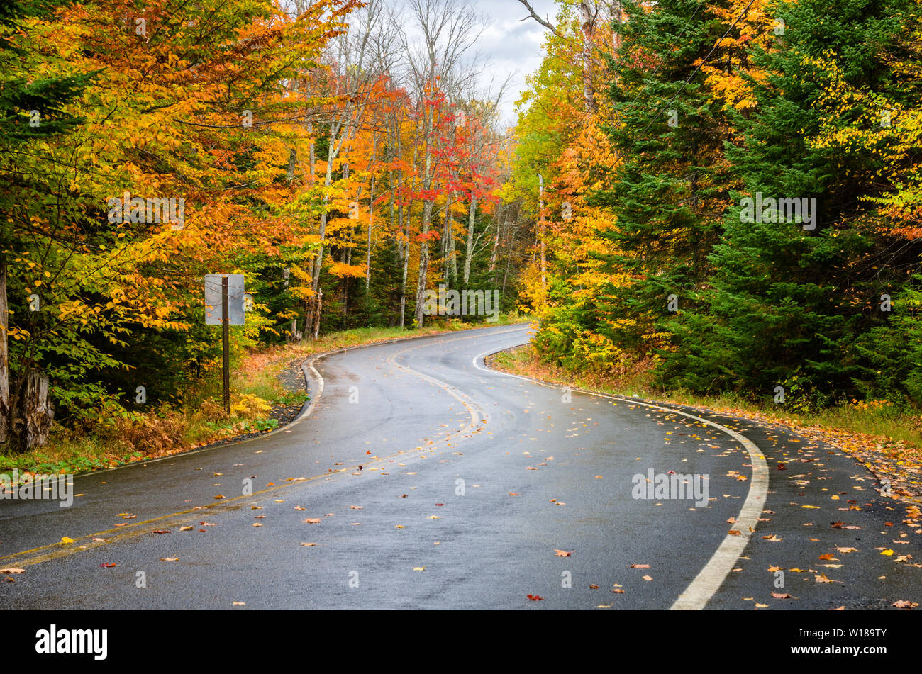 Avvolgimento deserta strada forestale in montagna in una piovosa giornata d'Autunno Foto Stock