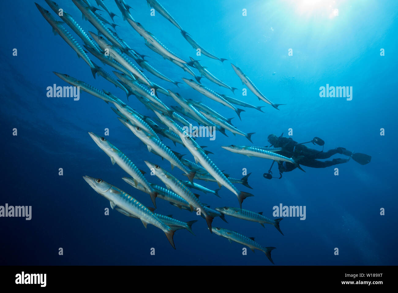 Secca di Blackfin Barracuda, Sphyraena qenie, tufi, Salomone Mare, Papua Nuova Guinea Foto Stock