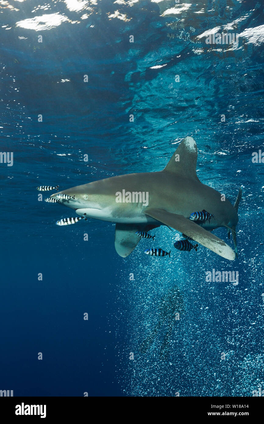 Lo squalo longimano, Carcharhinus longimanus, Oceano Atlantico, Bahamas Foto Stock