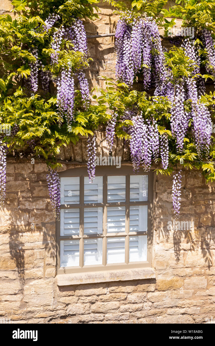 Maytime in Cotswolds - fioritura di glicine su una finestra cottage nel villaggio di Farmington, GLOUCESTERSHIRE REGNO UNITO Foto Stock