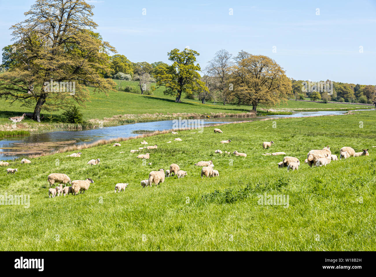 Pecore e agnelli pascolano i prati dell'acqua accanto a Sherborne Brook vicino al villaggio Costwold di Sherborne, GLOUCESTERSHIRE REGNO UNITO Foto Stock