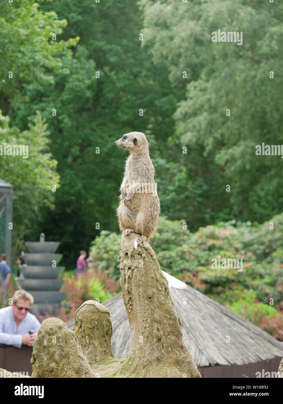 Meerkat rispettando le frazioni Foto Stock