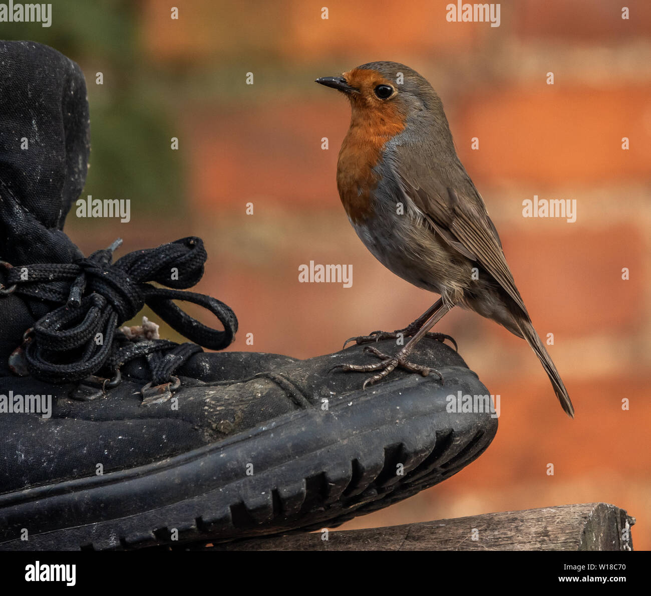 Pettirosso giardino bird si assesta su uno stivale di sicurezza in giardino. Foto Stock