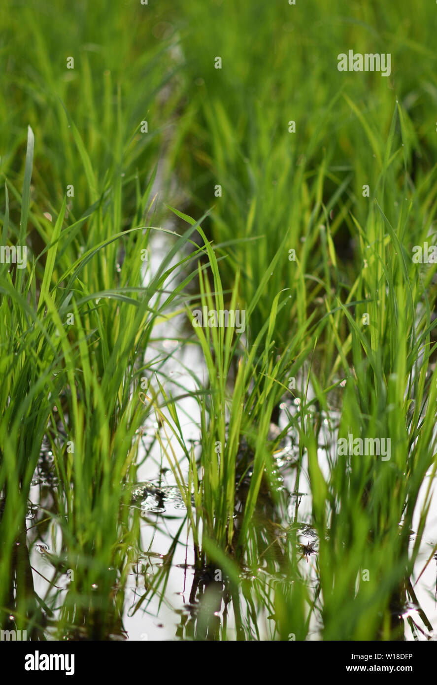 Fresco verde Paddy Fiend a Srirangapatna, Karnataka, India Foto Stock