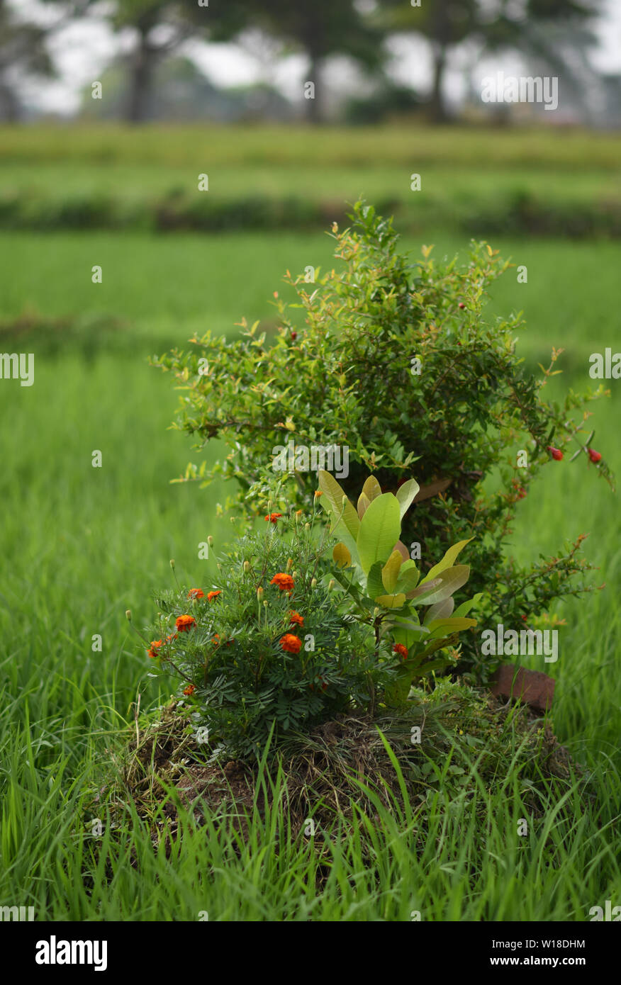 Fresco verde Paddy Fiend a Srirangapatna, Karnataka, India Foto Stock
