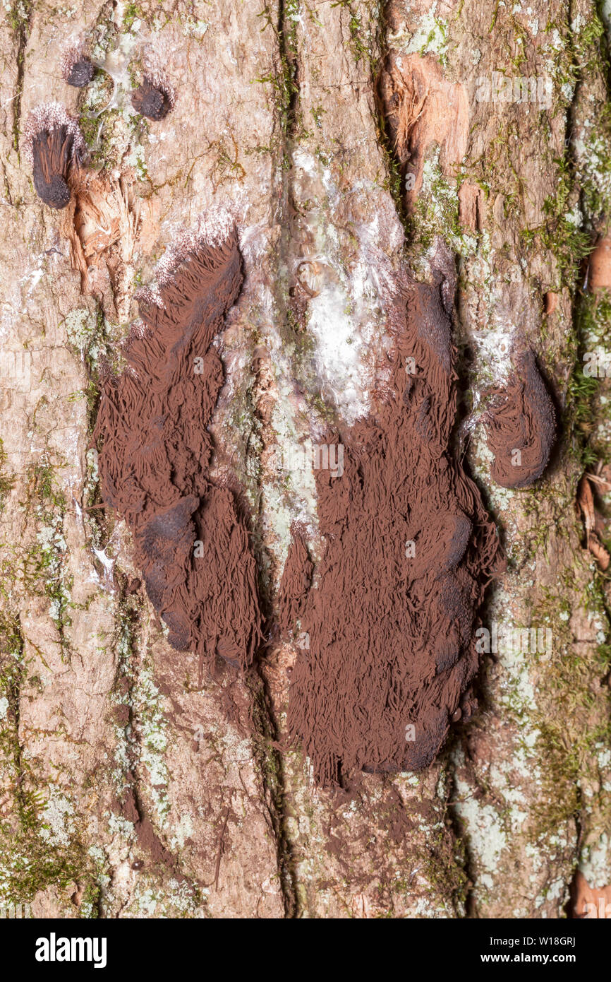 Una grande massa di cioccolato tubo stampo di fango (Stemonaria longa) sul lato di un albero. La massa è di circa 150mm alta. Foto Stock