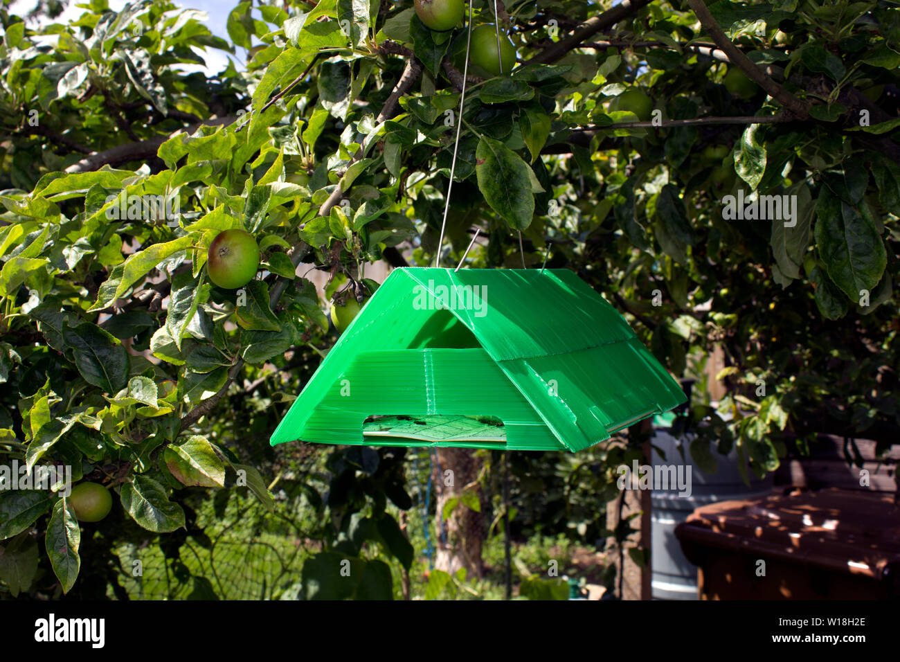 Carpocapsa del melo trappola appeso nella struttura ad albero di Apple. Mostra intrappolato falene. Foto Stock