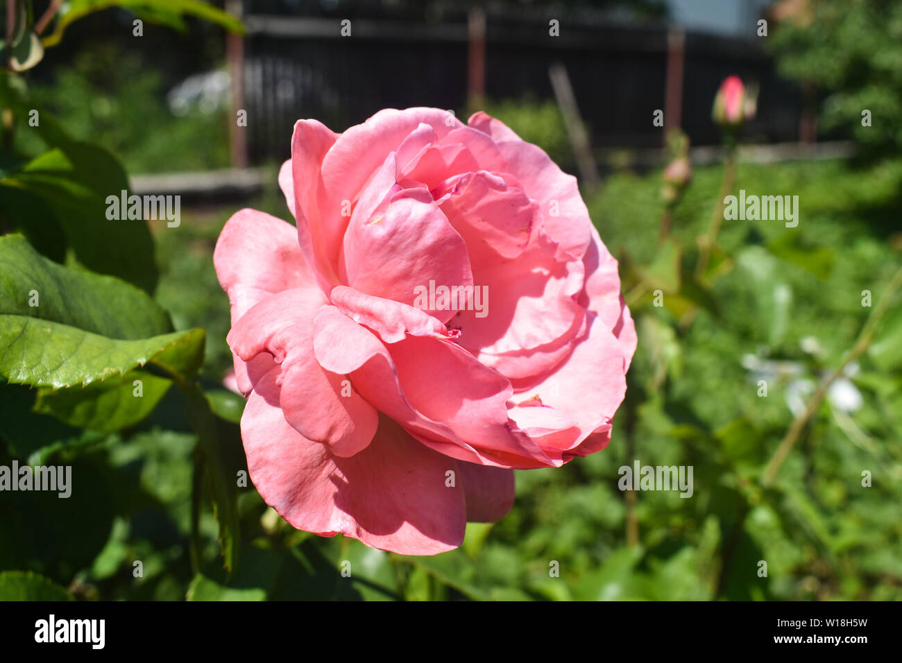 Vista ravvicinata della bella delicata rosa rosa nel verde graden. In stile Macro stock photo con sorprendente rose in piante verdi sfondo. Foto Stock