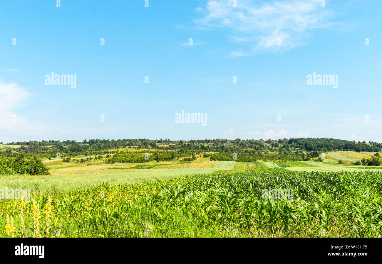 Campo di mais in una soleggiata giornata estiva. La produzione cerealicola agricoltura in Romania Foto Stock