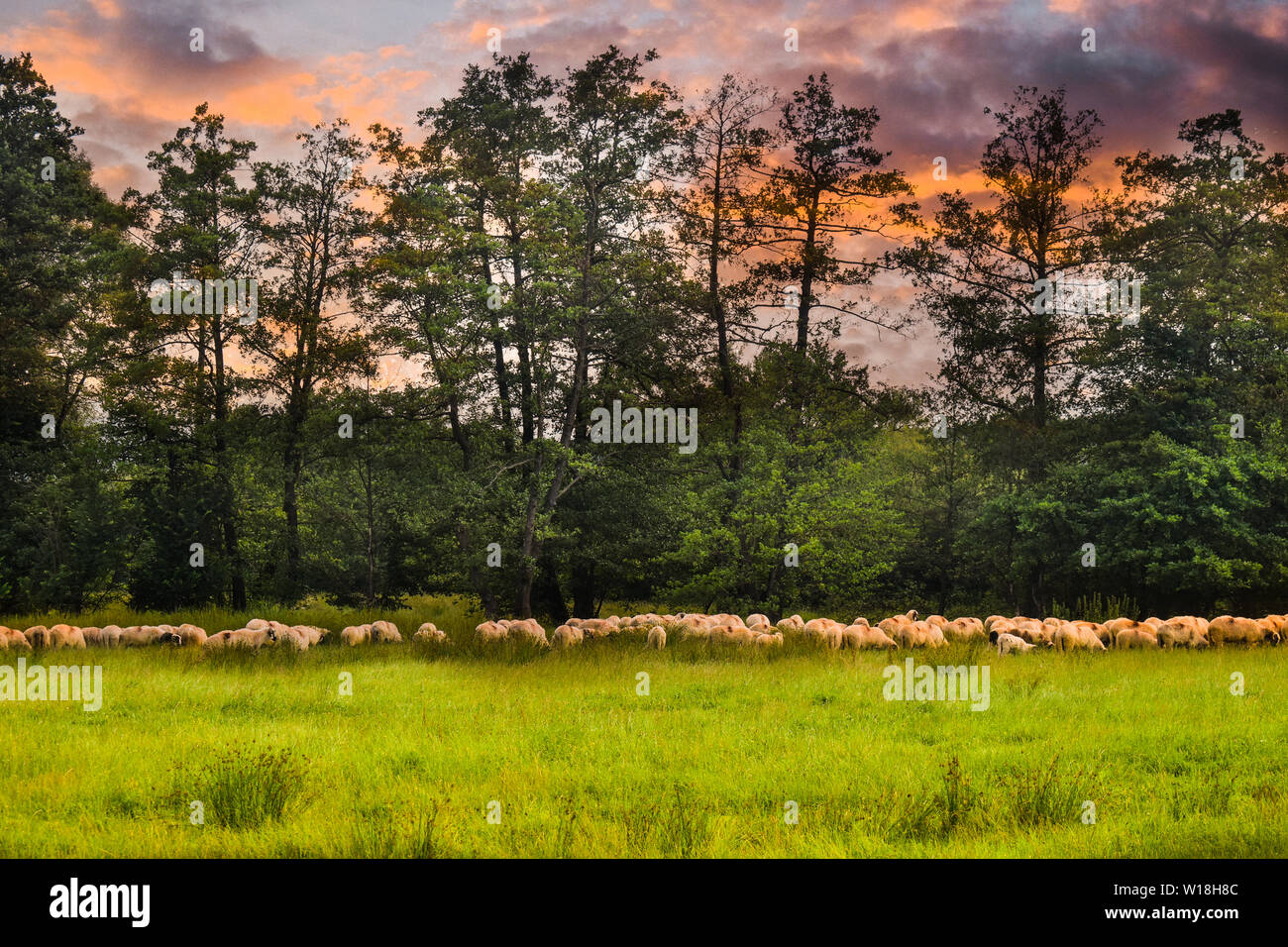 Allevamento di pecore pascolano sul verde del campo. Borsa in stile foto con i bellissimi pascoli e le pecore in Romania. Foto Stock