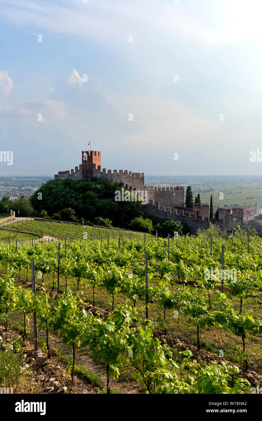 Il castello medievale e il vino Soave vigne. Soave, provincia di Verona, Veneto, Italia, Europa. Foto Stock
