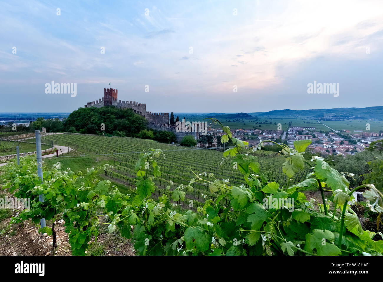Il castello Scaligero e il vino Soave vigne. Soave, provincia di Verona, Veneto, Italia, Europa. Foto Stock