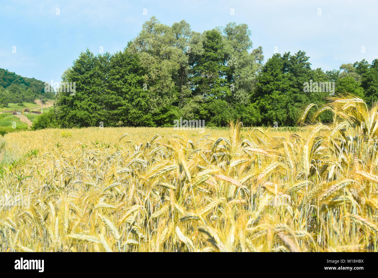 Campo di grano in una soleggiata giornata estiva. La produzione cerealicola agricoltura in Romania Foto Stock