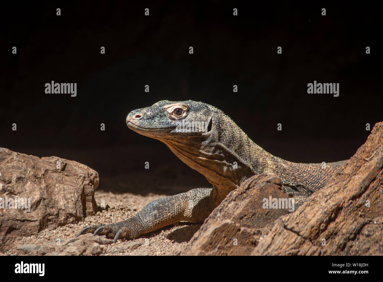 Rilassata drago di Komodo a prendere il sole Foto Stock